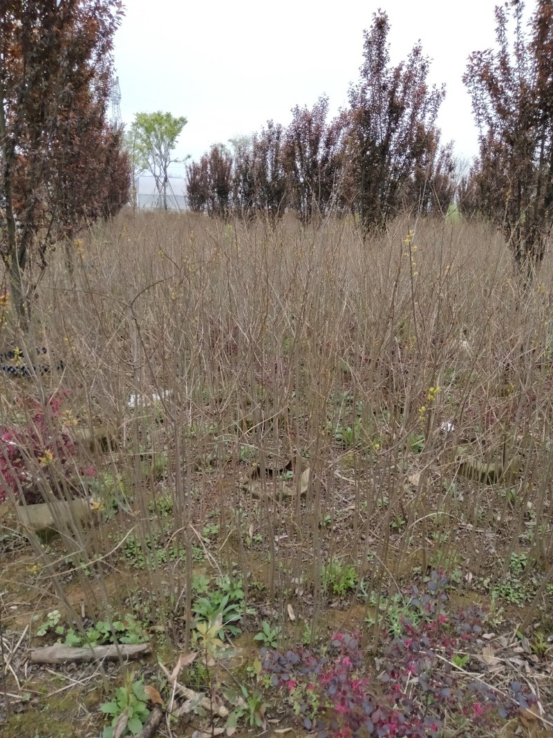 乌桕江西乌桕小苗产地大量供应