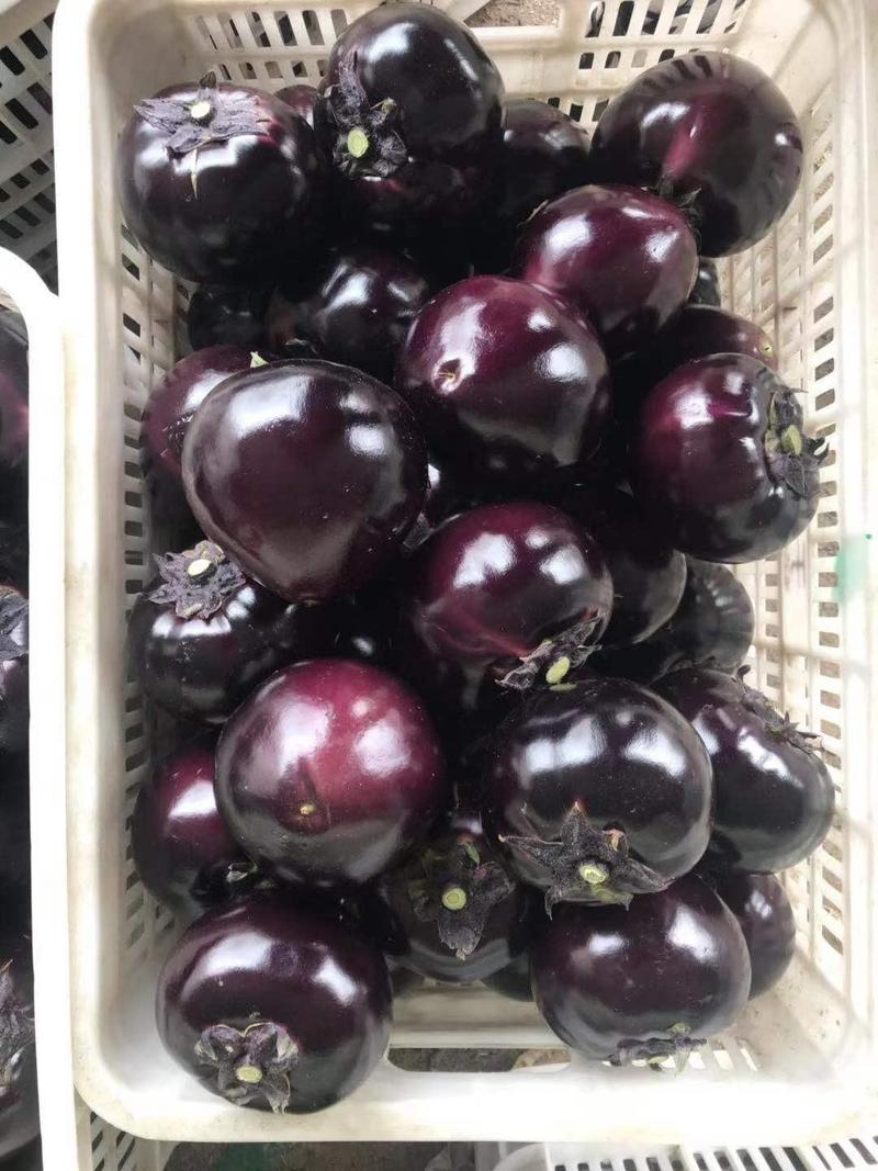 青州紫光圆茄大量上市，弓棚新腕，产地直销。