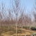 美国红枫红冠红枫5-25公分苗圃直发