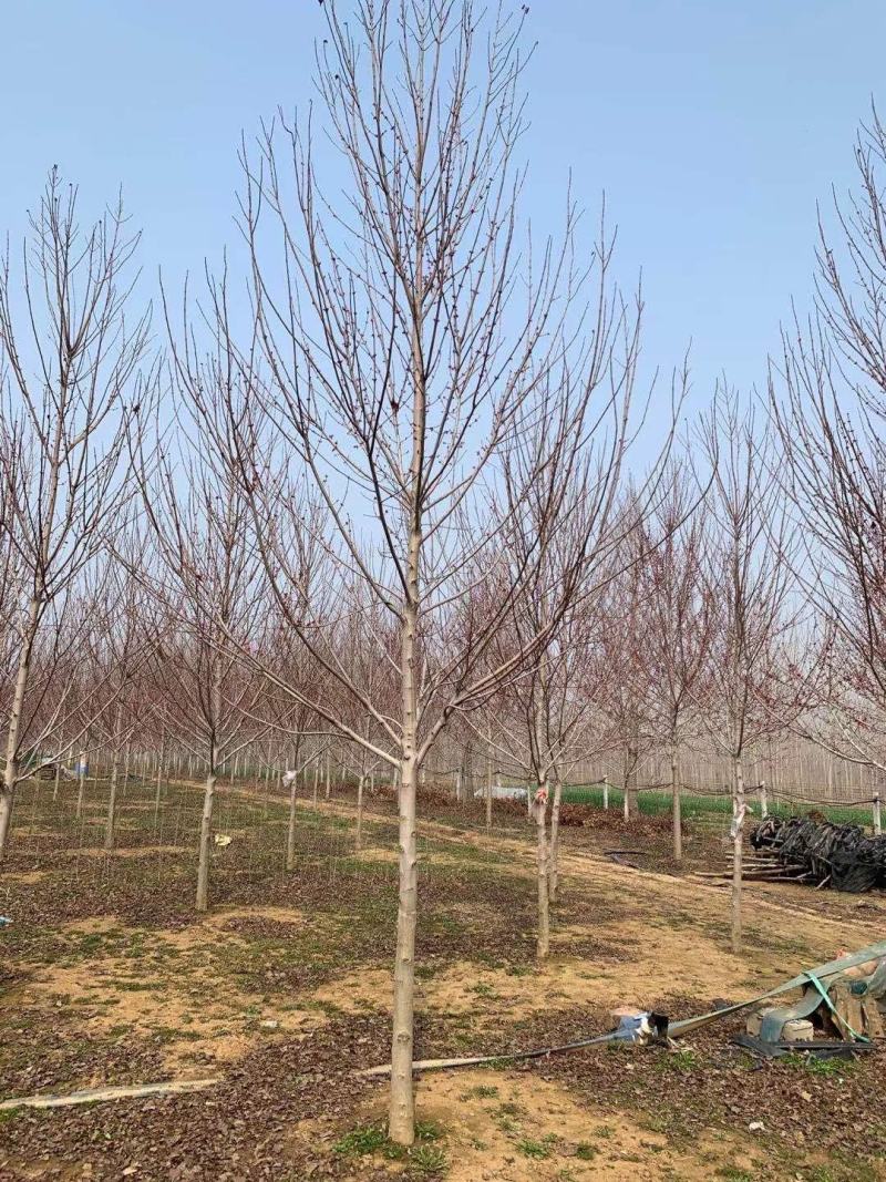 美国红枫红冠红枫5-25公分苗圃直发