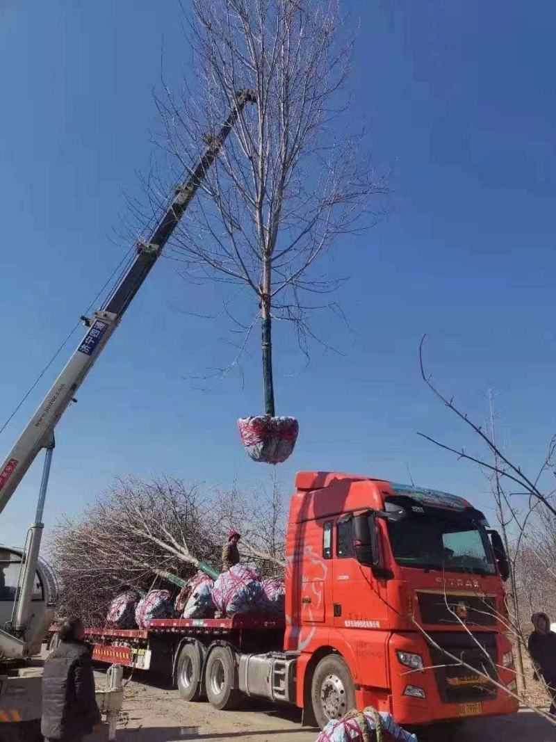 美国红枫红冠红枫5-25公分苗圃直发