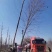 美国红枫红冠红枫5-25公分苗圃直发