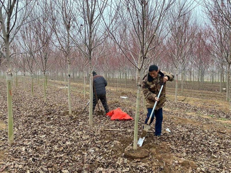 美国红枫红冠红枫5-25公分苗圃直发