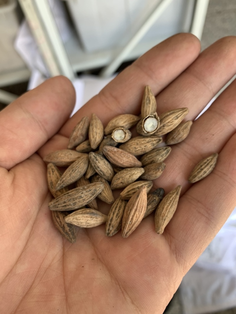 新采桂花籽桂花树种子