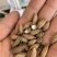 新采桂花籽桂花树种子