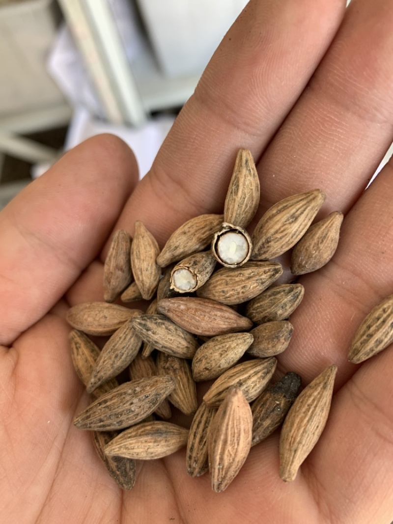 新采桂花籽桂花树种子