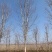 美国红枫红冠红枫5-25公分苗圃直发