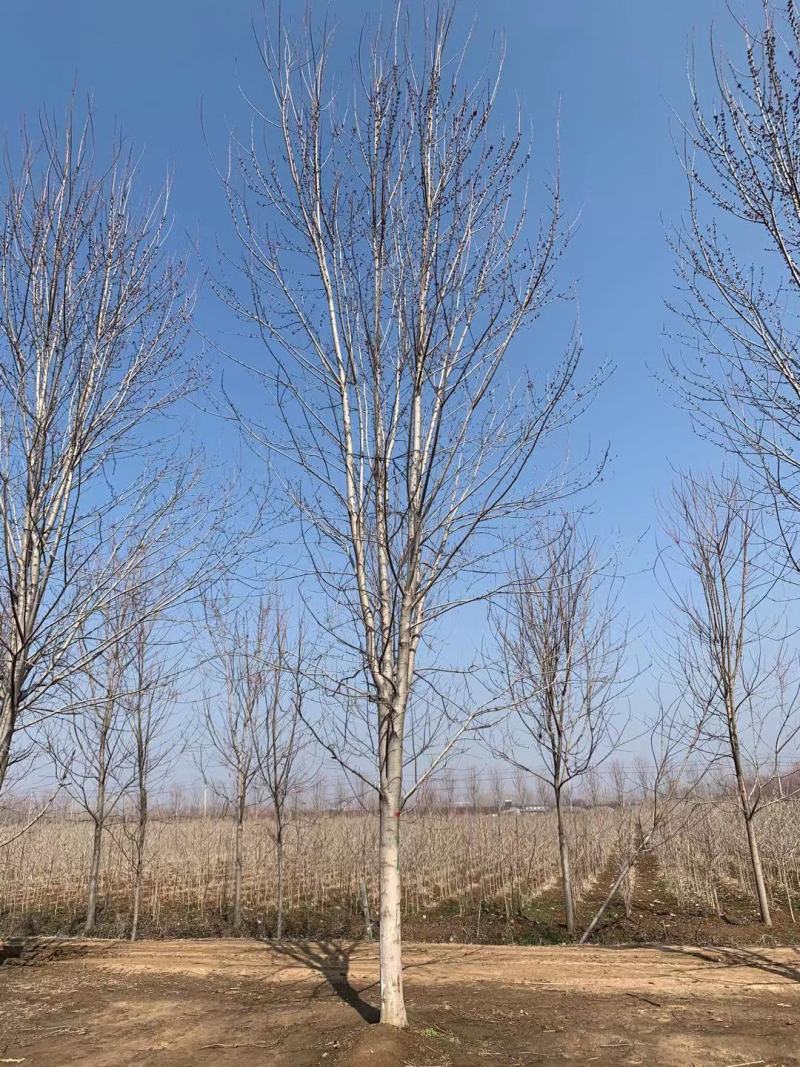 美国红枫红冠红枫5-25公分苗圃直发