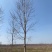 美国红枫红冠红枫5-25公分苗圃直发