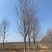 美国红枫红冠红枫5-25公分苗圃直发