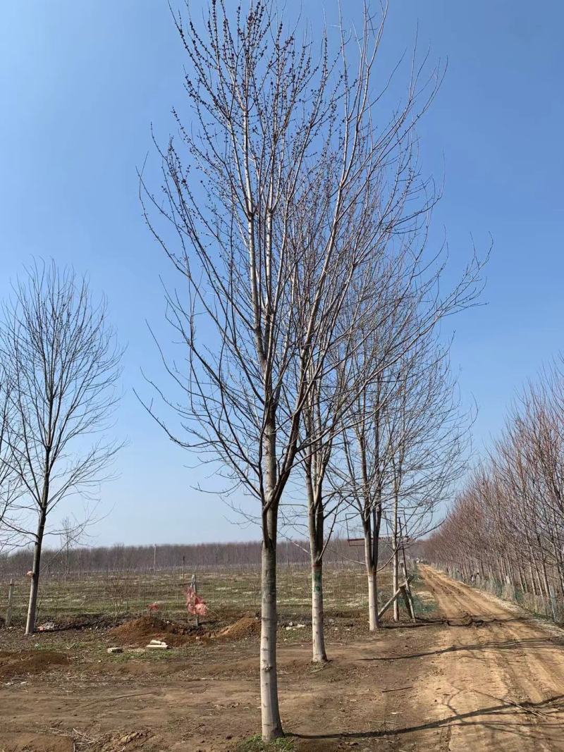 美国红枫红冠红枫5-25公分苗圃直发