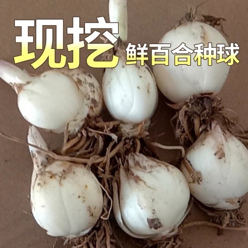 香水百合种球百合花带芽大球土培绿植球根花卉盆栽绿植四