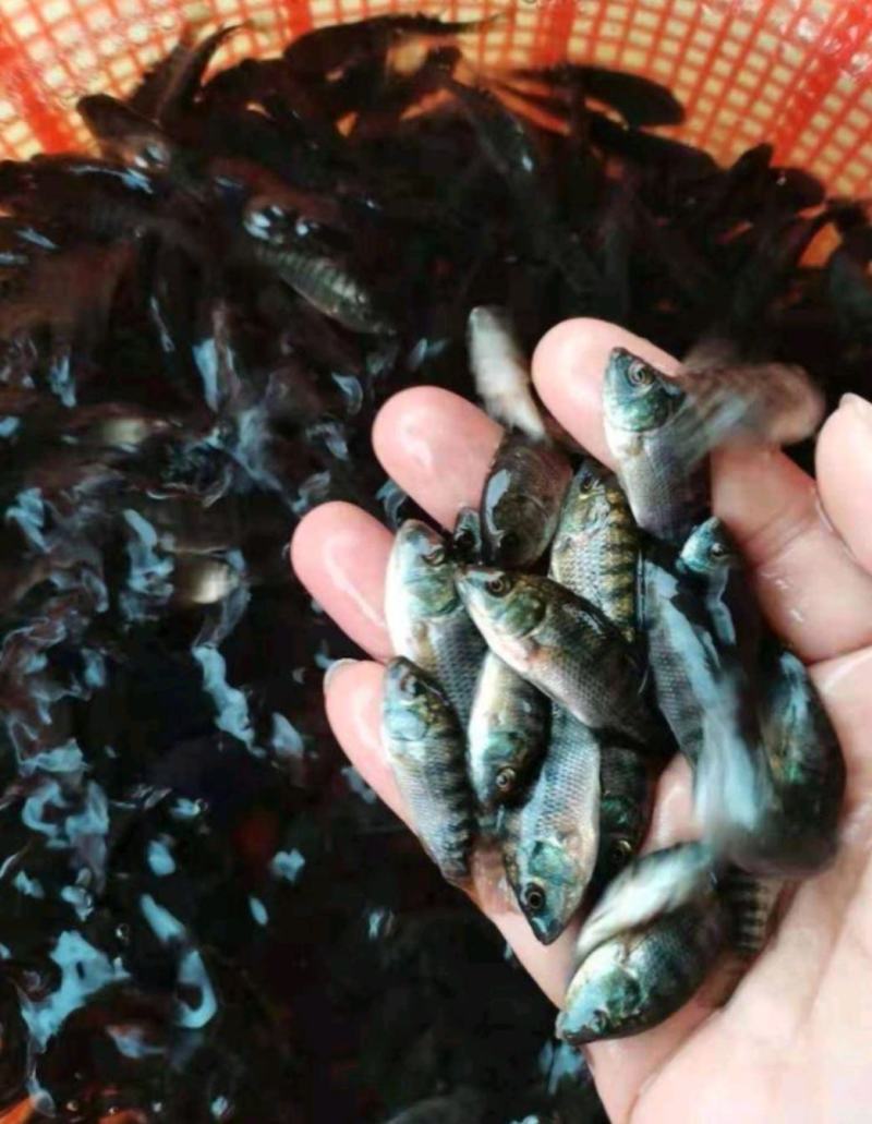 罗非鱼苗脆肉罗非苗南海一号，快大罗非批发养殖生长快产量高