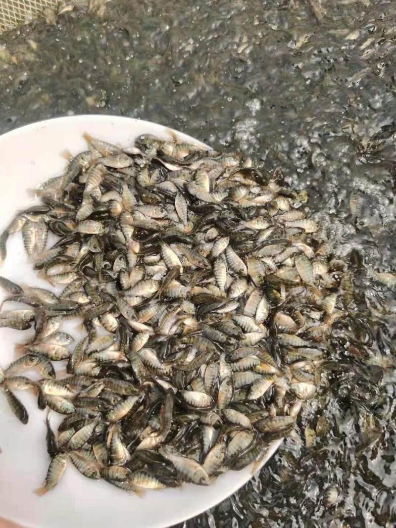罗非鱼苗脆肉罗非苗南海一号，快大罗非批发养殖生长快产量高