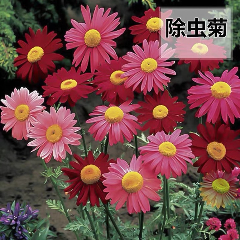 除虫菊种子驱蚊草驱虫菊花种籽子多年生混色花种子四季易活盆