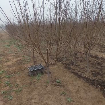 红花碧桃，嫁接双花4/5量大