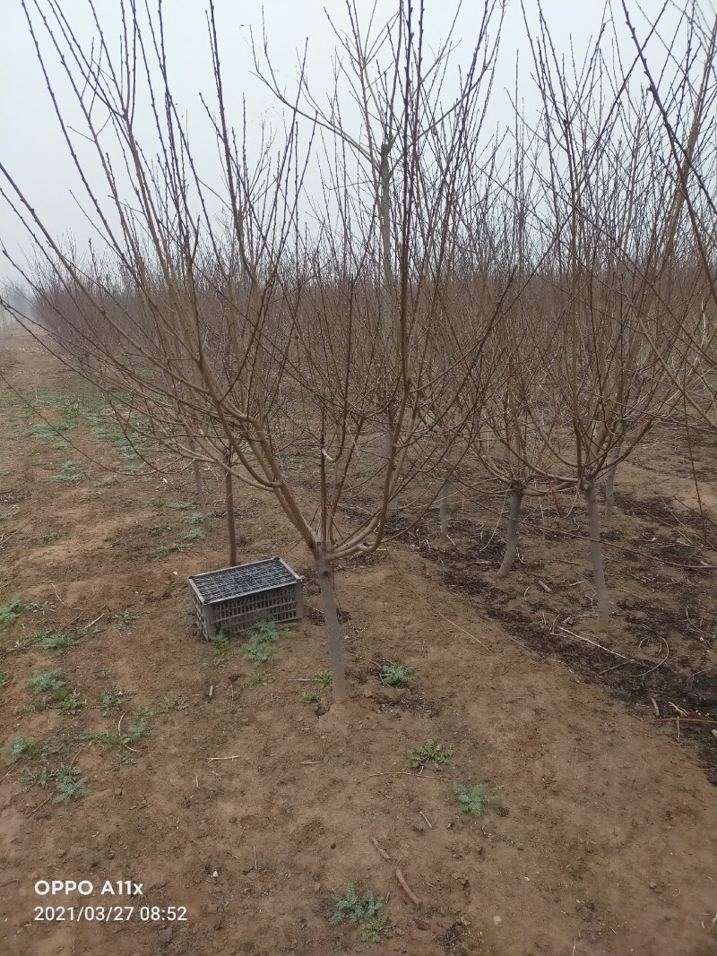 红花碧桃，嫁接双花4/5量大