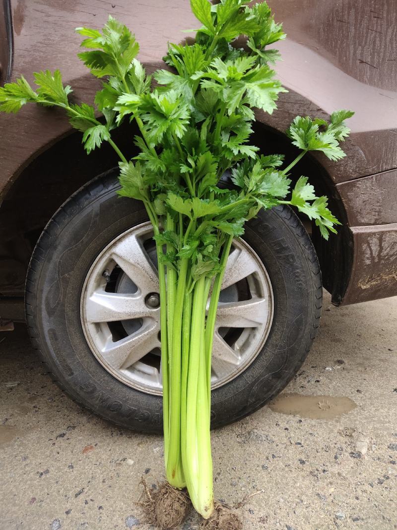 芹菜大量上市，无空心，万亩大棚，发往全国各地，保质保量诚