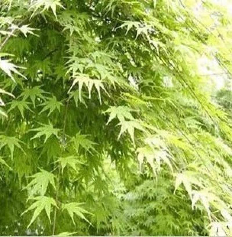 【聚便宜】青枫种子嫁接红枫砧木种子枫树种子红枫