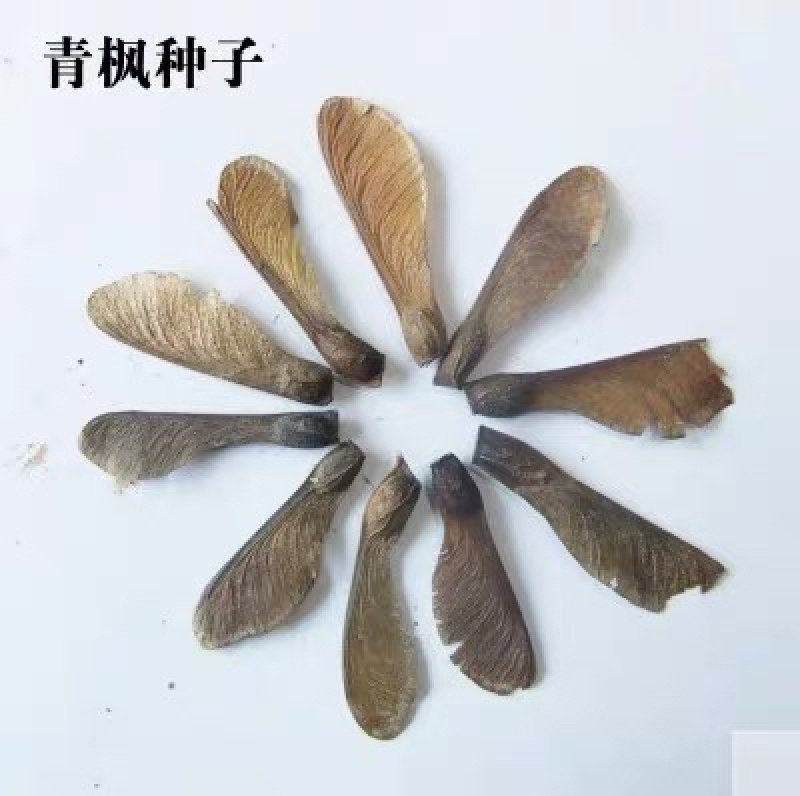 【聚便宜】青枫种子嫁接红枫砧木种子枫树种子红枫