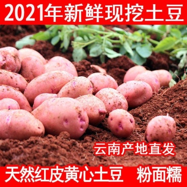 【产地】2023年云南高原甘肃新鲜现挖红皮黄土豆产地直发