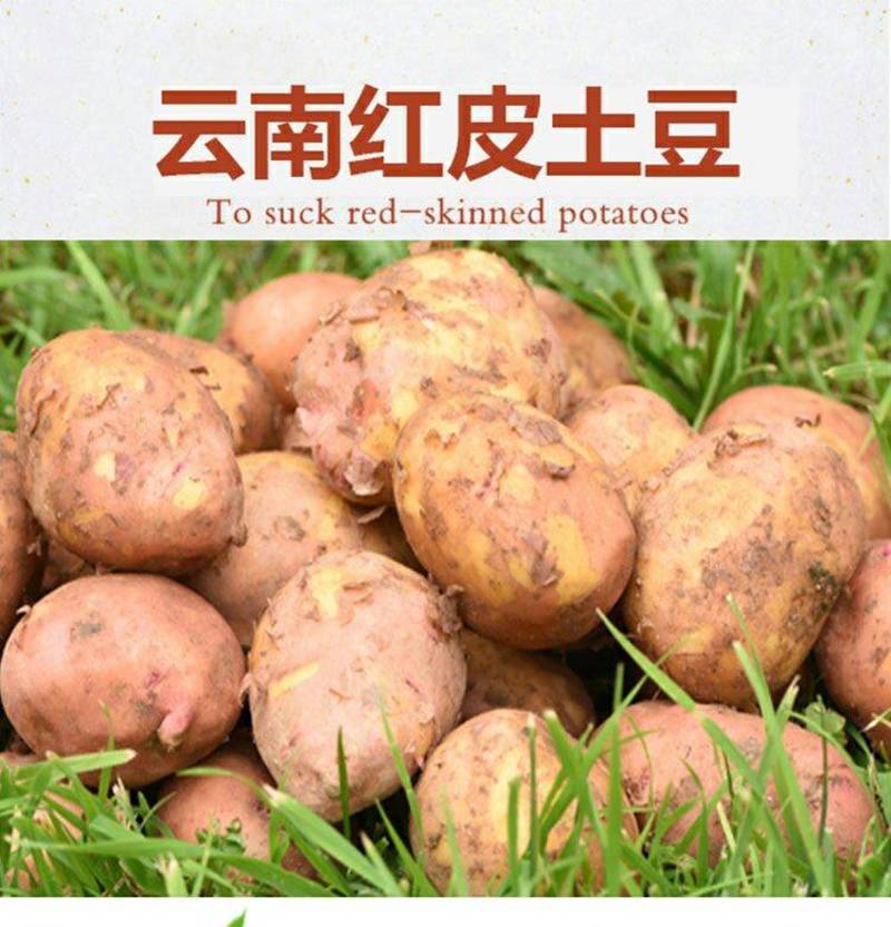 【产地】2023年云南高原甘肃新鲜现挖红皮黄土豆产地直发