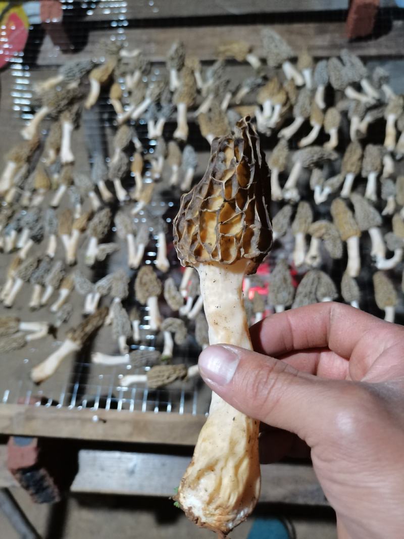 羊肚菌野生羊肚菌只有一斤左右