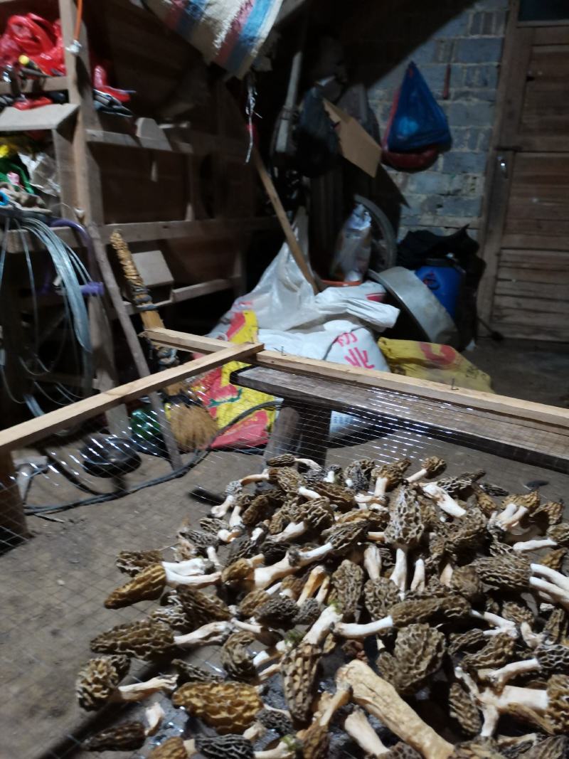 羊肚菌野生羊肚菌只有一斤左右