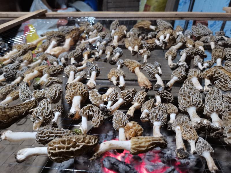 羊肚菌野生羊肚菌只有一斤左右