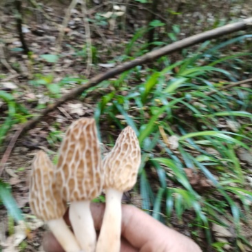 羊肚菌野生羊肚菌只有一斤左右