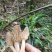 羊肚菌野生羊肚菌只有一斤左右