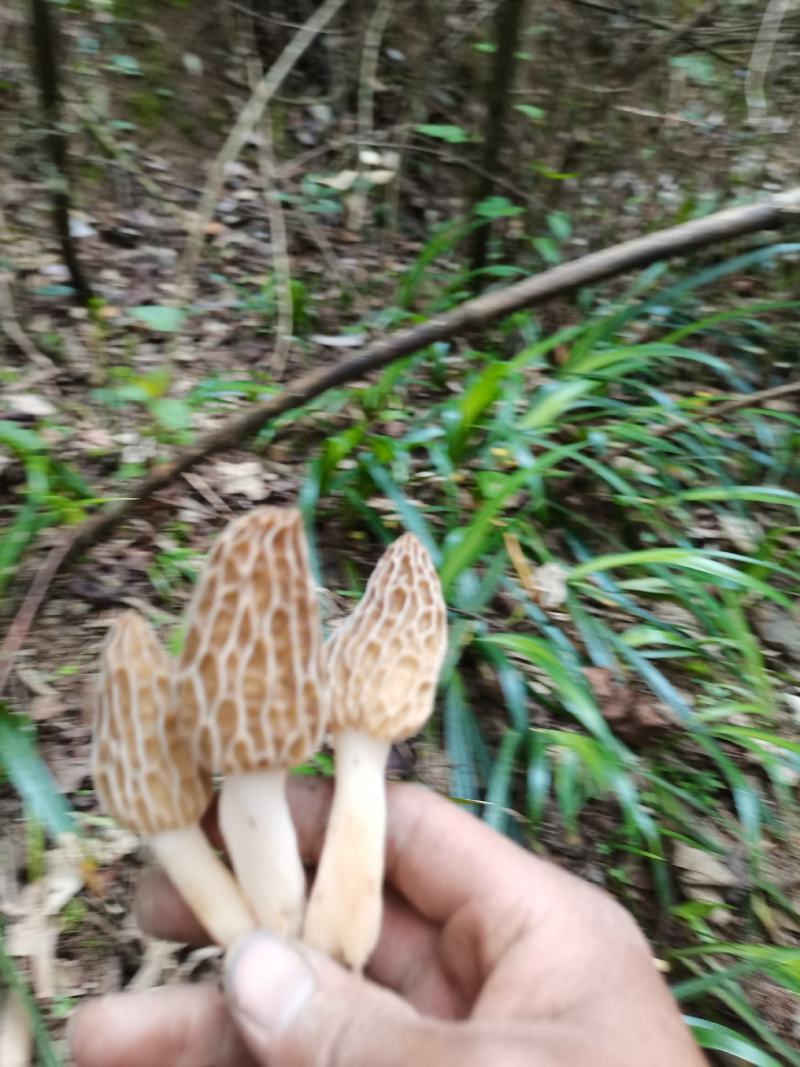 羊肚菌野生羊肚菌只有一斤左右