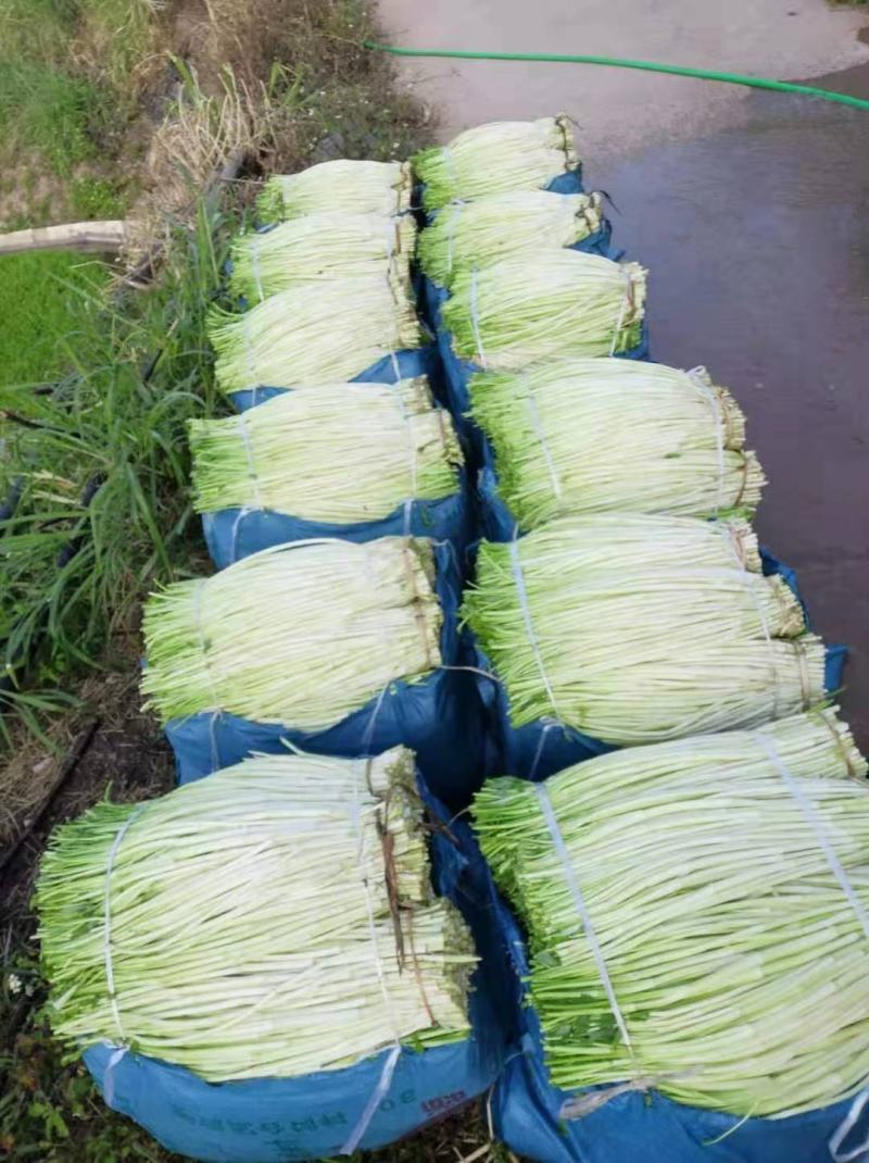 广西水芹新鲜水芹菜批发销售南宁水芹菜量大从优