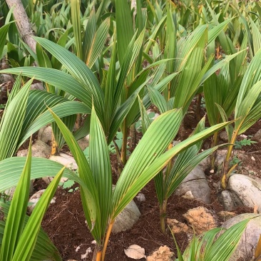 椰子苗，红椰子苗，青椰子苗