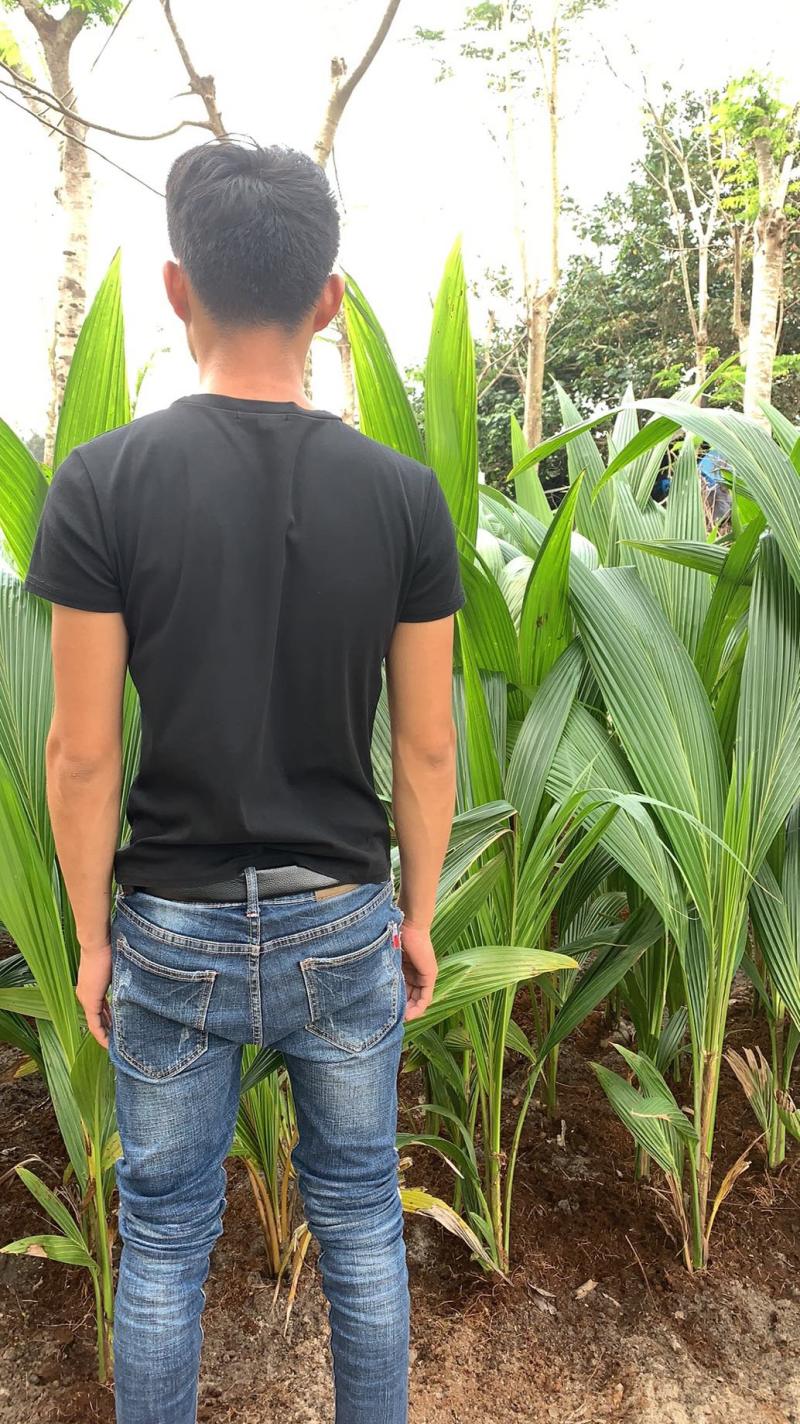 椰子苗，红椰子苗，青椰子苗