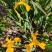 吉祥草大花萱草玉簪金边玉簪苗圃大量供应大小规格均有