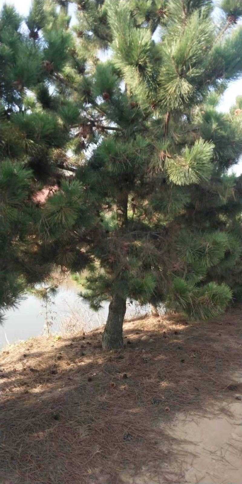 黑松苗黑松公分苗造型苗毛坯苗黑松基地一手货源保证成活率，