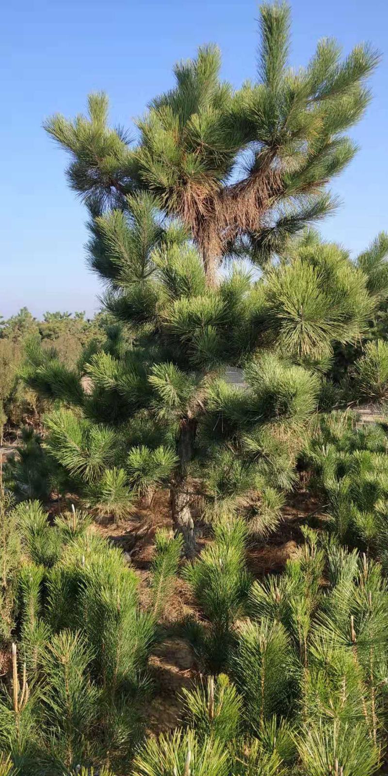 黑松苗黑松公分苗造型苗毛坯苗黑松基地一手货源保证成活率，