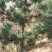 黑松苗黑松公分苗造型苗毛坯苗黑松基地一手货源保证成活率，
