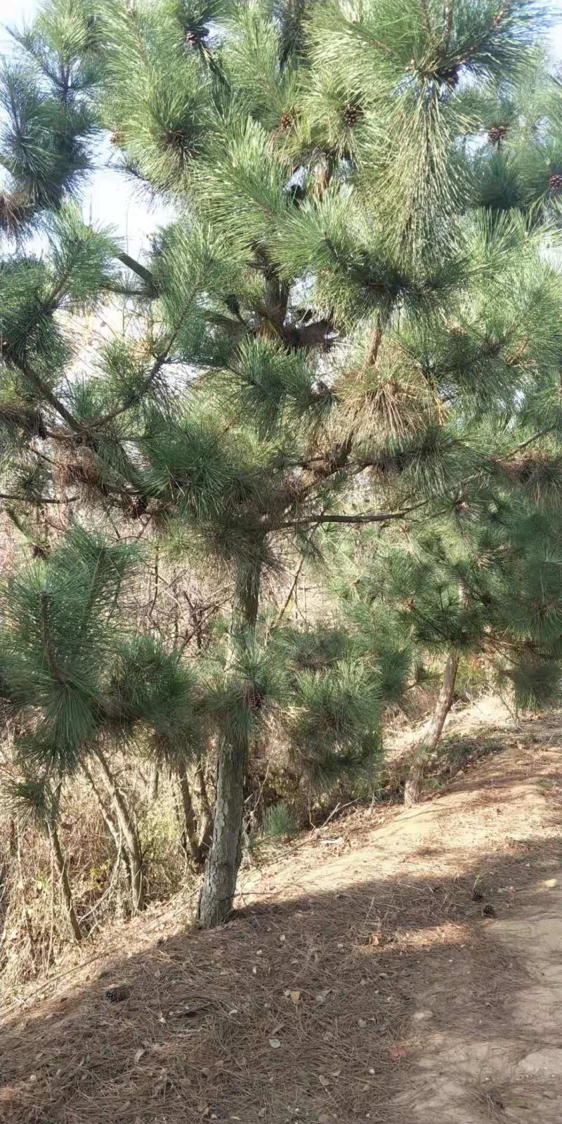 黑松苗黑松公分苗造型苗毛坯苗黑松基地一手货源保证成活率，