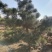 黑松苗黑松公分苗造型苗毛坯苗黑松基地一手货源保证成活率，
