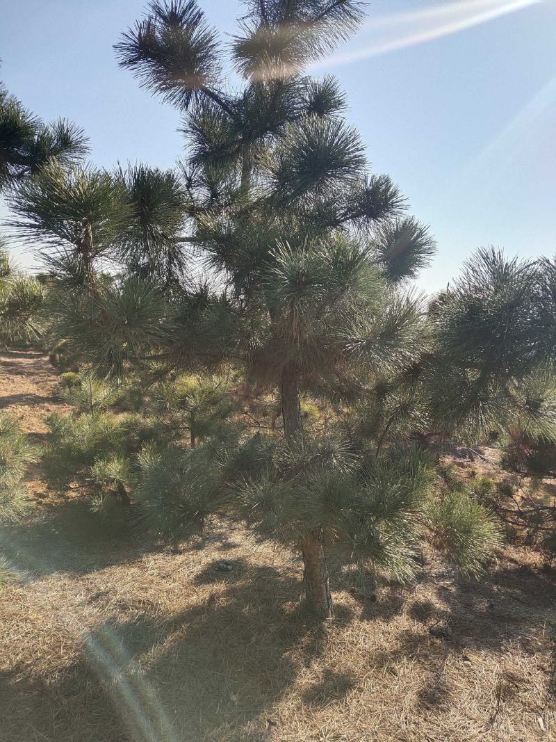 黑松苗黑松公分苗造型苗毛坯苗黑松基地一手货源保证成活率，