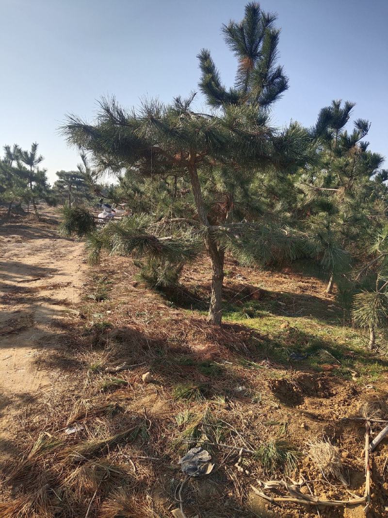 黑松苗黑松公分苗造型苗毛坯苗黑松基地一手货源保证成活率，