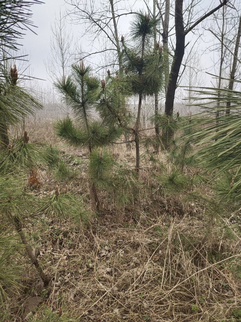 黑松苗黑松公分苗造型苗毛坯苗黑松基地一手货源保证成活率，