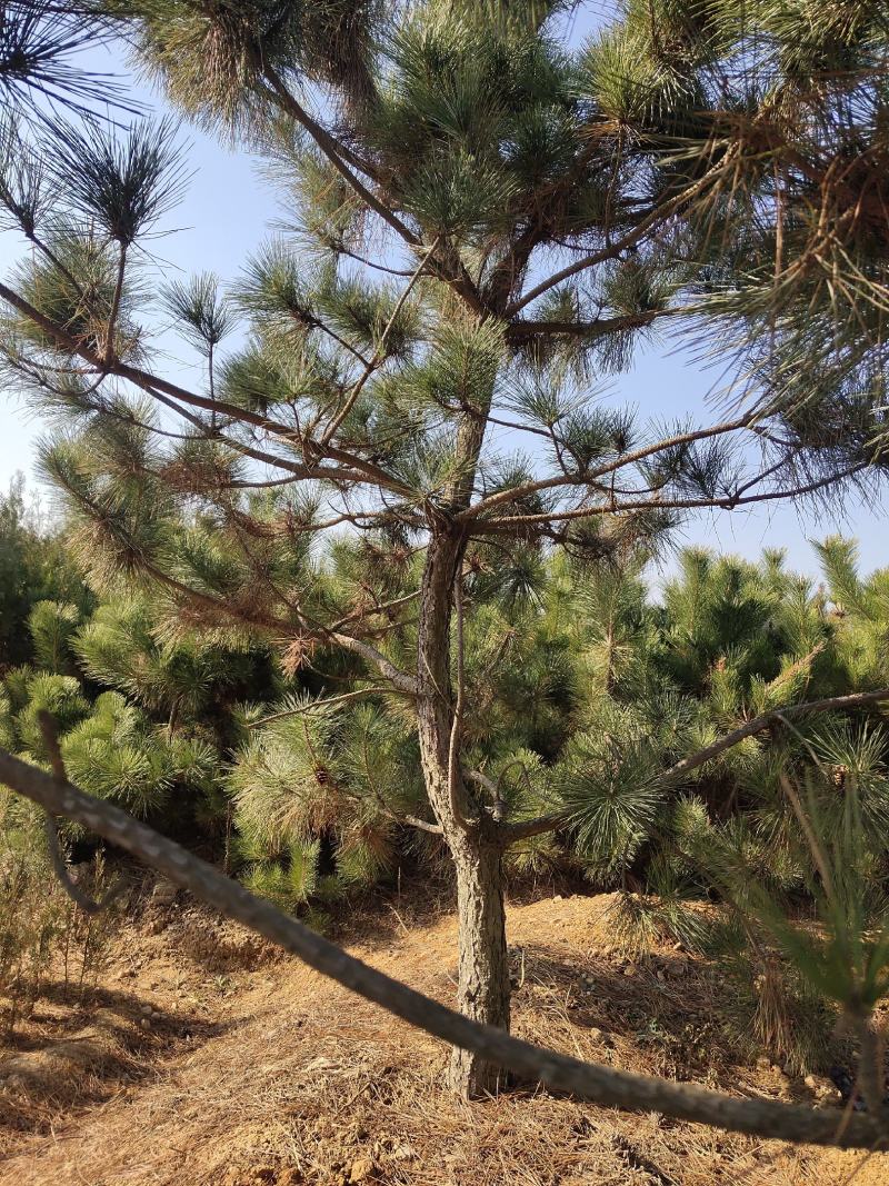 黑松苗黑松公分苗造型苗毛坯苗黑松基地一手货源保证成活率，
