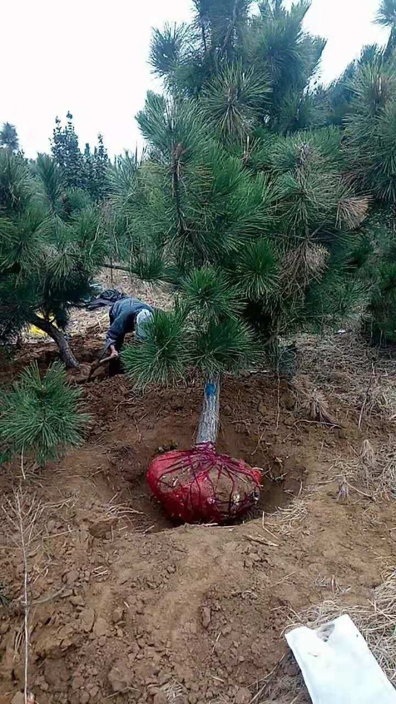 黑松苗黑松公分苗造型苗毛坯苗黑松基地一手货源保证成活率，