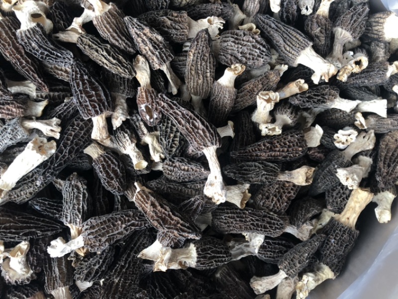 羊肚菌干货精品羊肚菌价格实惠250克500克
