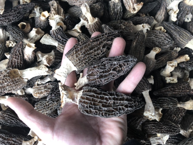 羊肚菌干货精品羊肚菌价格实惠250克500克