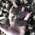 羊肚菌干货精品羊肚菌价格实惠250克500克