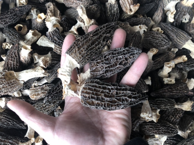 羊肚菌干货精品羊肚菌价格实惠250克500克